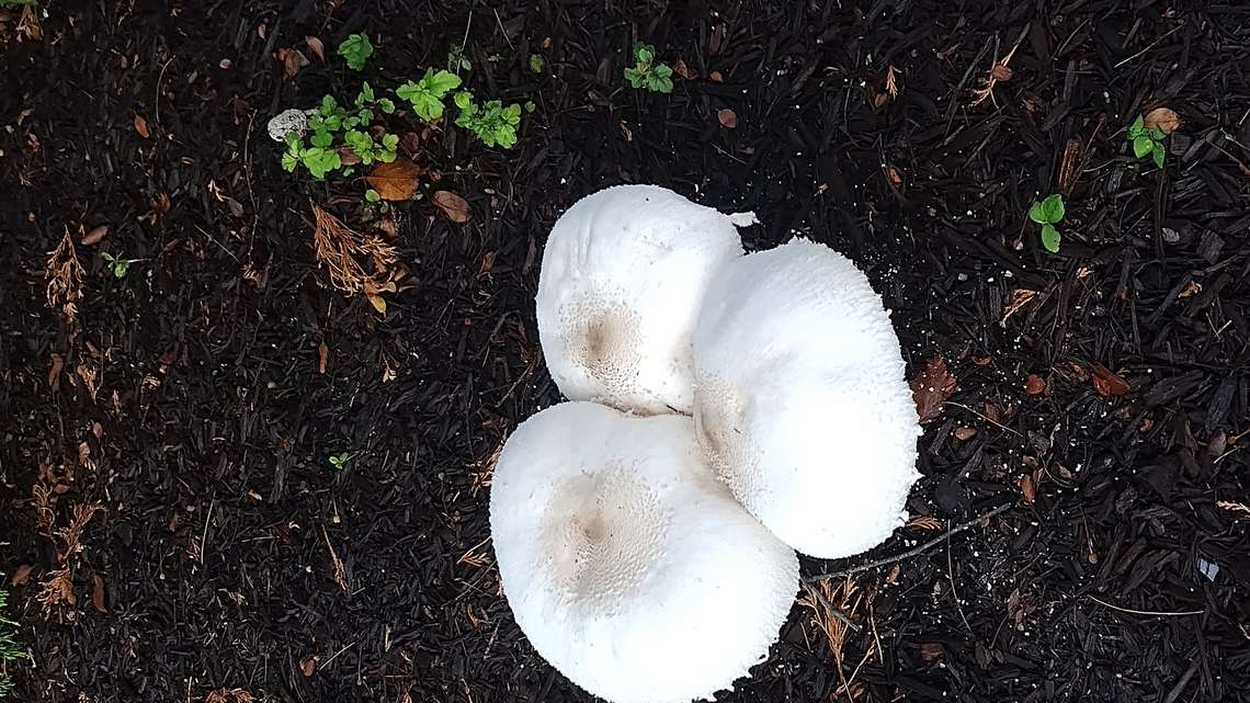 Parasol mushrooms Wonderful trio after 3 Days of rain. Beautiful!!!  Fungi,Geotagged,Summer,United States