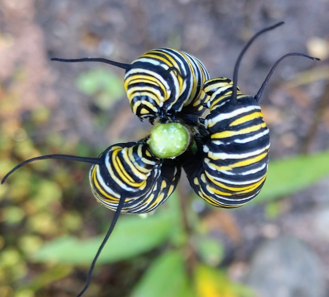 IMG_20220921_090557656  Danaus plexippus,Monarch butterfly