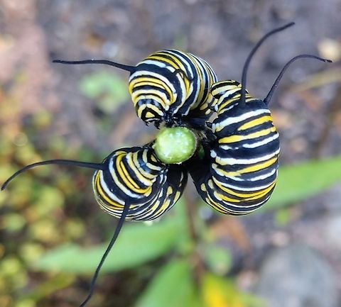 IMG_20220921_090557656  Danaus plexippus,Monarch butterfly