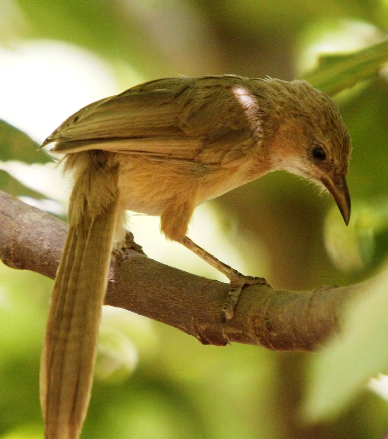 Iraq Babbler, By (copyright) Mudhafar Salim This semi-endemic bird species lives in the Mesopotamian wetlands region in Iraq and southwest Iran. It has been observed recently in Syria and as north as southern Turkey.  Argya altirostris,Iraq babbler