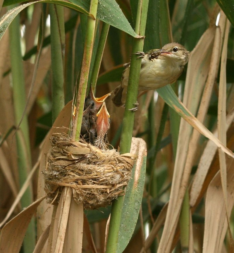Basra Reed Warbler, by (copyright) Mudhafar Salim Dasra (or Basrah) Reed Warbler used to be subspecies belongs to Great Reed Warbler, but now it is considered as full species (Acrocephalus griseldis), which is threatened species (EN) due to habitats destruction and lack of water. Their main breeding grounds are located within the marshes and wetlands of southern Iraq, however, it has been found in a bit wider range. It migrates to eastern and southern Africa after the breeding season.   Acrocephalus  griseldis,Acrocephalus griseldis,Basra reed warbler,Iraq,Mudhafar Salim
