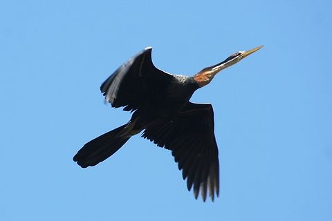 African Darter (Anhinga rufa), by Mudhafar Salim Anhinga rufa is a very local breeding resident in dense reed vegetation in the marshes of southern Iraq, however, quite few individuals have been found in central Iraq. The Iraqi Organization for Conservation of Nature (IOCN) noticed the rapid decline in the local population of this species in southern Iraq's wetlands during recent surveys, which is the only breeding colony in the Middle East away from their main population in Africa. African Darter,Anhinga rufa,Iraq,Mudhafar Salim