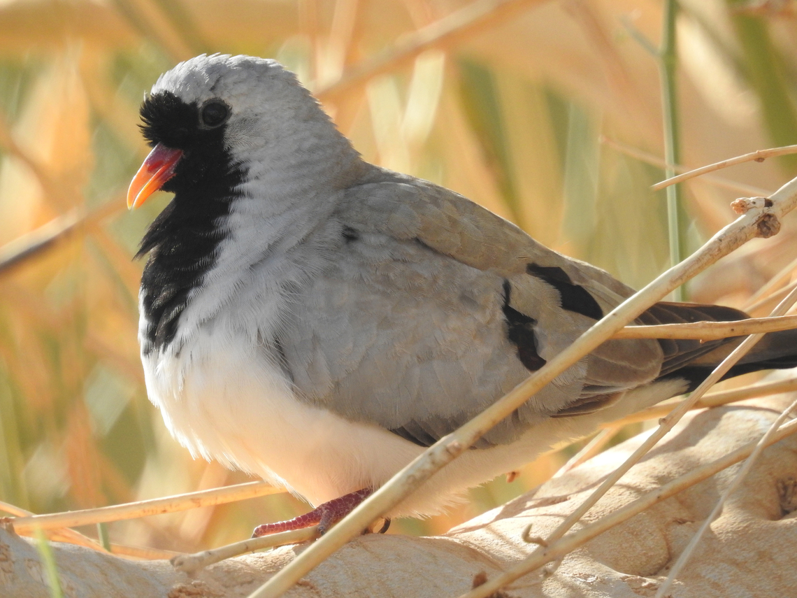 Namaqua Dove (Oena capensis), by Mudhafar Salim Since this species (Oena capensis) was first recorded for Iraq at mid 2000s by M. Salim in southern Iraq, it took in rapid expansion in Iraq as part of their global expansion northward from their African origin. Now, the Iraqi Organization for Conservation of Nature (IOCN) represented by the current surveys led by Mudhafar Salim in Iraq, discovered noticeable increase in their breeding population and expanding their range in Iraq.     Geotagged,Iraq,Mudhafar Salim,Namaqua Dove,Oena capensis,Spring