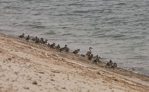 Marbled Teal (Marmaronetta angustirostris), by (copyright) Mudhafar Salim Iraq holds the largest breeding population of this species on global level. It concentrates within the wetlands of southern Iraq where the current surveys made by the Iraqi Organization for Conservation of Nature (IOCN) some noticeable decline in the breeding and migrant populations of this species.   Geotagged,Iraq,Marbled Teal,Marbled duck,Marmaronetta angustirostris,Mudhafar Salim,Spring