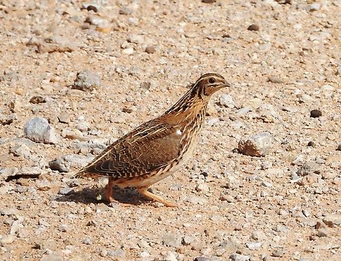 Quail (Coturnix coturnix), by (copyright) Mudhafar Salim Quail is a local breeding summer visitor in Iraq, reported breeding in south; widespread on passage, occasional in winter.  Common Quail,Coturnix coturnix,Geotagged,Iraq,Mudhafar Salim,Quail,Winter