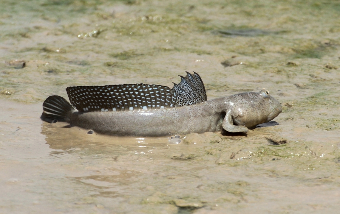 Mudskipper, by (copyrighted) Mudhafar Salim The Mudskipper is a common fish (animal) in the tidal and subtidal zone in Iraq. Its population get affected by the oil pollution leaked from the oil tankers in the Gulf in addition to other habitat-destruction factors.  Boleophthalmus dussumieri,Geotagged,Iraq,Kuwait,Mudhafar Salim,Mudskipper,Summer,tide