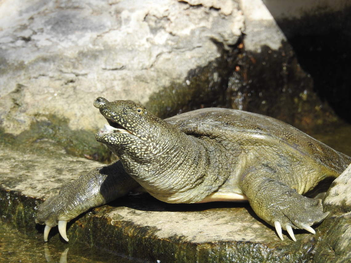 Soft-shield Euphrates Turtle, by (copyrighted) Mudhafar Salim Soft-shield Euphrates Turtle (Rafetus euphraticus) is common turtle along the Tigris and Euphrates rivers with more concentration in southern Iraq wetlands. It is threatened species due to the lack of freshwater and habitats destruction.  Euphrates softshell turtle,Iraq,Mudhafar Salim,Rafetus euphraticus,Soft-shield Euphrates Turtle