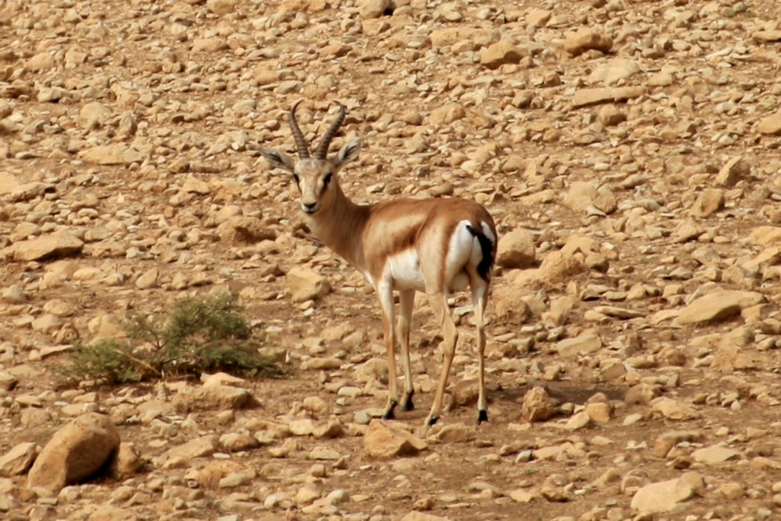 Goitered gazelle (Gazella subgutturosa), by (copyrighted) Mudhafar Salim Still few, small groups of Goitered gazelle (Gazella subgutturosa) seen in the wild in Iraq despite the extreme hunting pressure. Mostly these groups found within the hilly range to the south of the mountainous range in the north (where this photo was taken by Mudhafar Salim), in addition to some other areas like Teeb undulated areas in southeastern Iraq.    Fall,Gazella subgutturosa,Geotagged,Goitered Gazelle,Goitered gazelle,Iraq,Mudhafar Salim