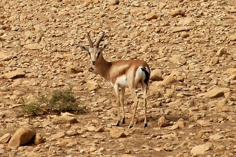 Goitered gazelle (Gazella subgutturosa), by (copyrighted) Mudhafar Salim Still few, small groups of Goitered gazelle (Gazella subgutturosa) seen in the wild in Iraq despite the extreme hunting pressure. Mostly these groups found within the hilly range to the south of the mountainous range in the north (where this photo was taken by Mudhafar Salim), in addition to some other areas like Teeb undulated areas in southeastern Iraq.    Fall,Gazella subgutturosa,Geotagged,Goitered Gazelle,Goitered gazelle,Iraq,Mudhafar Salim