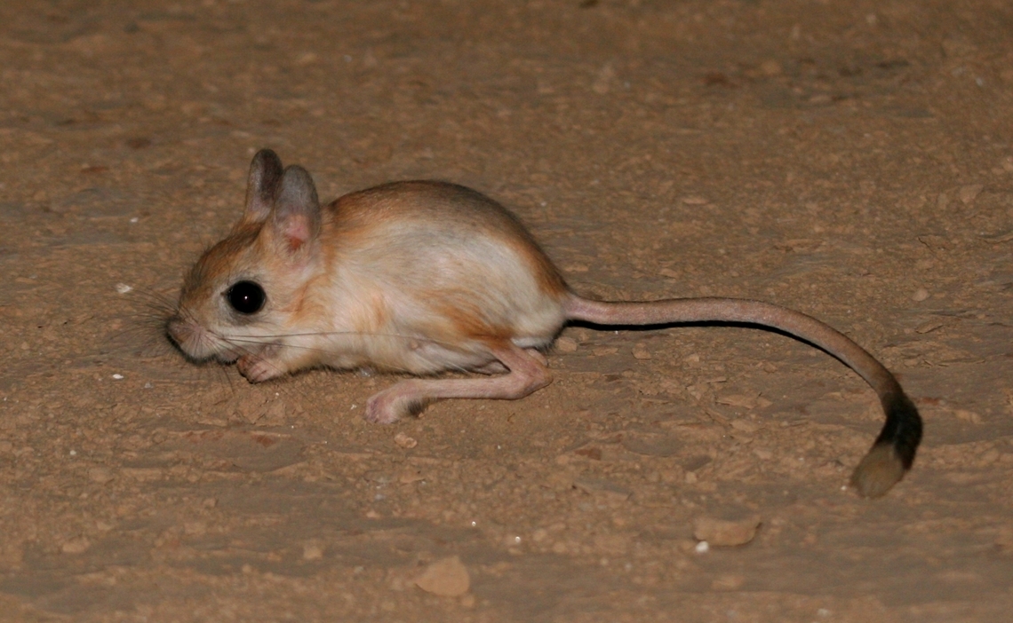 Lesser Egyptian Jerboa (Jaculus jaculus), by (copyrighted) Mudhafar Salim Lesser Egyptian Jerboa (Jaculus jaculus) is quite common nocturnal mammal that can be found during driving in the sandy deserts. The species can be found over the deserts of entire Iraq except the mountainous areas in the north.   Desert,Iraq,Jaculus jaculus,Lesser Egyptian Jerboa,Lesser Egyptian jerboa,Mudhafar Salim
