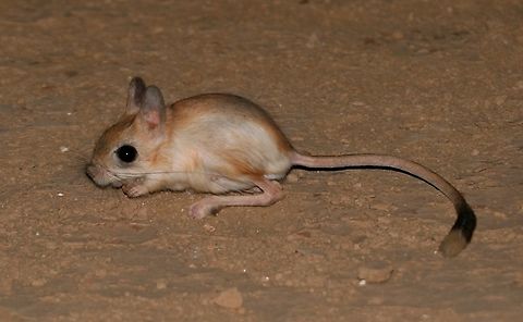Lesser Egyptian Jerboa (Jaculus jaculus), by (copyrighted) Mudhafar Salim Lesser Egyptian Jerboa (Jaculus jaculus) is quite common nocturnal mammal that can be found during driving in the sandy deserts. The species can be found over the deserts of entire Iraq except the mountainous areas in the north.   Desert,Iraq,Jaculus jaculus,Lesser Egyptian Jerboa,Lesser Egyptian jerboa,Mudhafar Salim