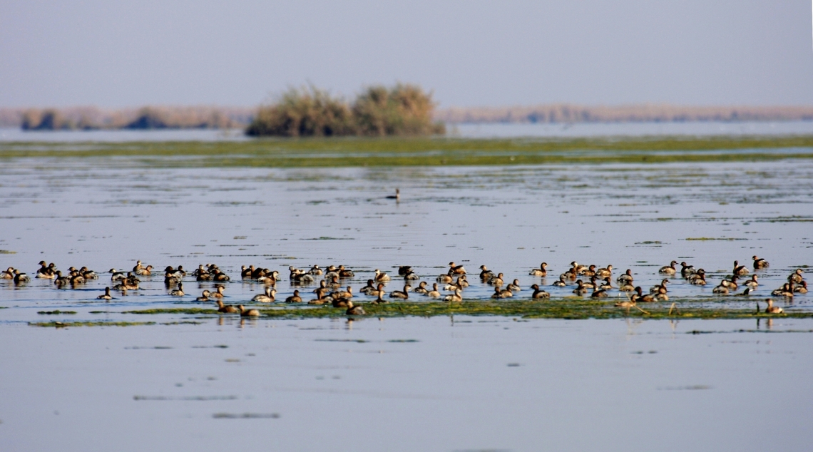 Little Grebe flocks in Huweiza marshes - By Mudhafar Salim  Ahwar,Iraq,Little Grebe,Mudhafar Salim,Tachybaptus ruficollis