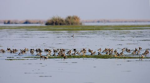 Little Grebe flocks in Huweiza marshes - By Mudhafar Salim  Ahwar,Iraq,Little Grebe,Mudhafar Salim,Tachybaptus ruficollis