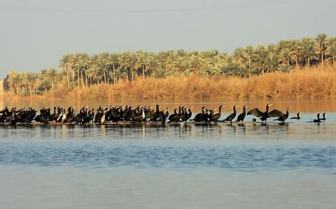 Great Cormorant by Mudhafar Salim  Great Cormorant,Phalacrocorax carbo