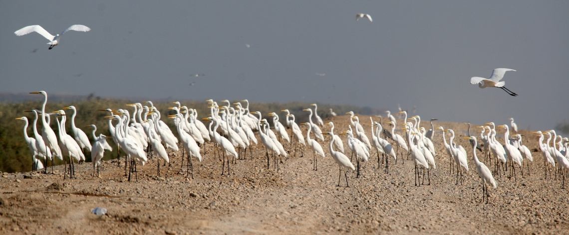 Great Egret by Mudhafar Salim Great Egret is a winter visitor and passage migrant in Iraq. It is found in such a large groups only during its passage migration, otherwise, it is quite solitary bird during winter. This photo was taken by Mudhafar Salim in Dalmaj wetlands in Iraq. Ardea alba,Dalmaj wetlands,Great Egret,Great egret,Iraq,Mudhafar Salim