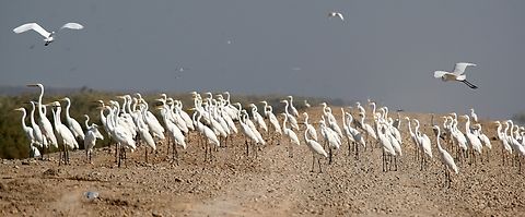 Great Egret by Mudhafar Salim Great Egret is a winter visitor and passage migrant in Iraq. It is found in such a large groups only during its passage migration, otherwise, it is quite solitary bird during winter. This photo was taken by Mudhafar Salim in Dalmaj wetlands in Iraq. Ardea alba,Dalmaj wetlands,Great Egret,Great egret,Iraq,Mudhafar Salim