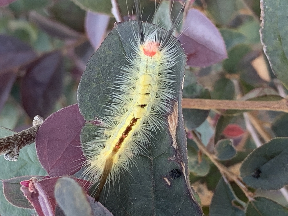 Caterpillar I found this caterpillar in one of my bushes. I&#039;m not sure what kind it is.  Geotagged,Orgyia leucostigma,Summer,United States,White-marked tussock moth