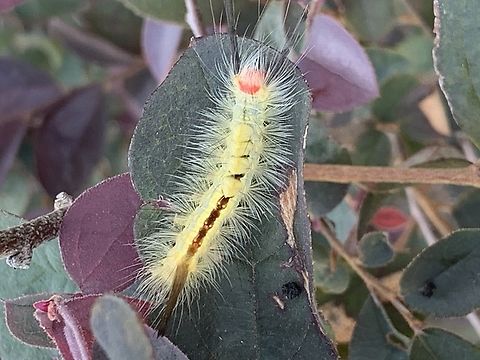 Caterpillar I found this caterpillar in one of my bushes. I'm not sure what kind it is.  Geotagged,Orgyia leucostigma,Summer,United States,White-marked tussock moth