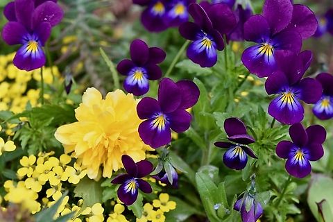 flowers-flower-violets-flowers-of-the-prairies-plants-massive-flowers