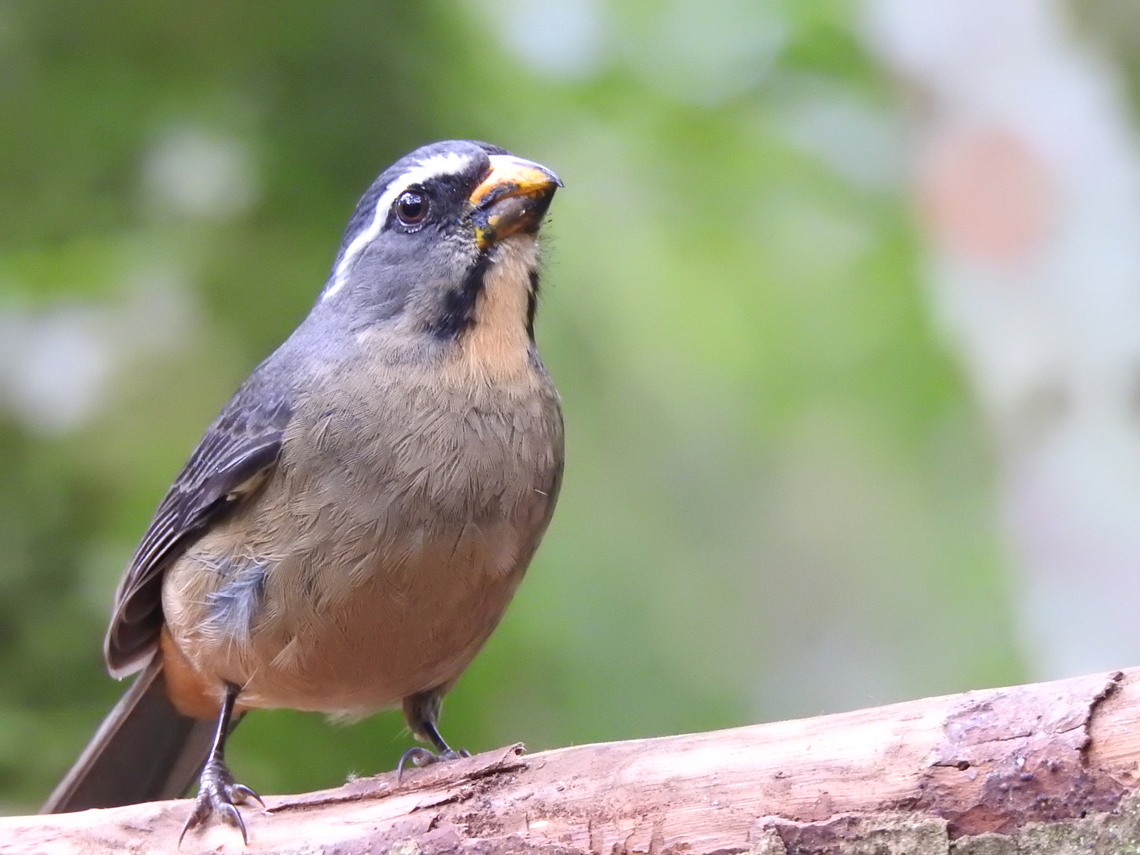Bico-grosso (Saltator maxillosus)  Brazil,Brazilian Birds,Geotagged,Passeriformes,Saltator maxillosus,Thick-billed saltator,Winter