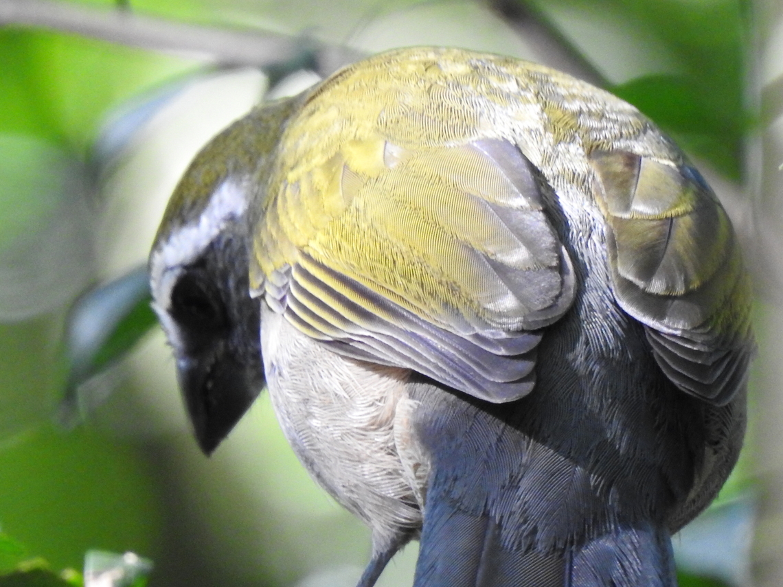 Trinca-ferro (Saltator similis)  Birds,Brazil,Brazilian Birds,Geotagged,Green-winged saltator,Passeriformes,Saltator similis,Santa Catarina,Winter