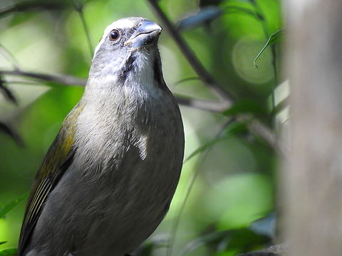 Trinca-ferro (Saltator similis)  Birds,Brazil,Brazilian Birds,Geotagged,Green-winged saltator,Passeriformes,Saltator similis,Santa Catarina,Winter
