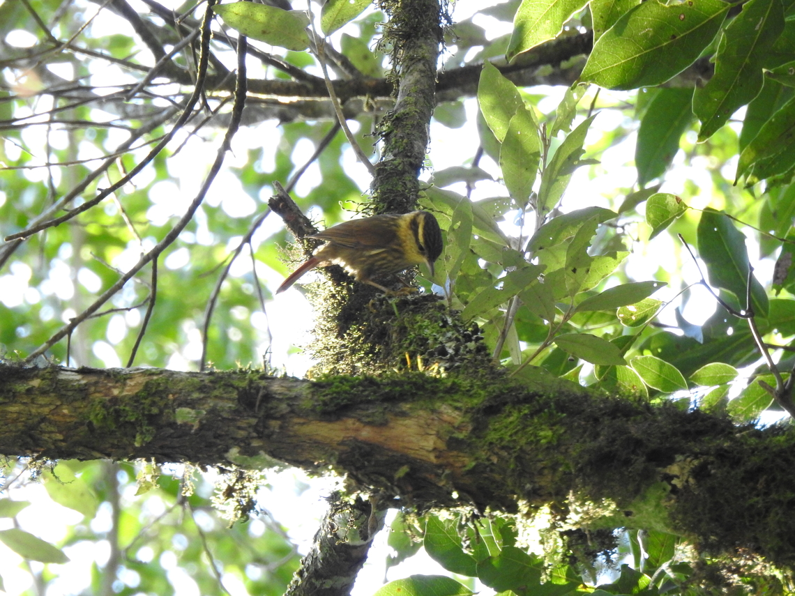 Trepadorzinho (Heliobletus contaminatus)  Birds,Brazil,Brazilian birds,Geotagged,Heliobletus contaminatus,Passeriformes,Santa Catarina,Sharp-billed treehunter,Winter