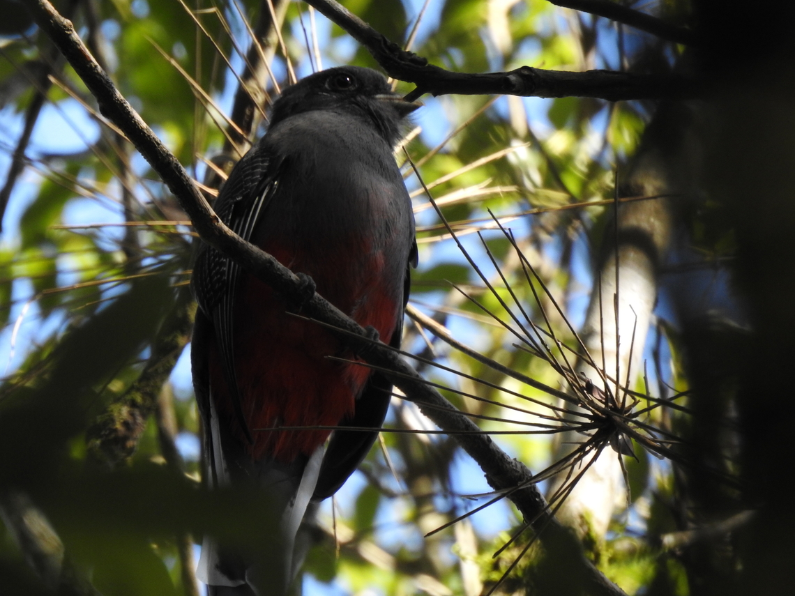 Surucuá-variado (Trogon surrucura), female Female, red-bellied.<br />
<br />
F&ecirc;mea, varia&ccedil;&atilde;o vermelha. Birds,Brazil,Brazilian Birds,Geotagged,Santa Catarina,Surucua trogon,Trogon surrucura,Trogoniformes,Winter
