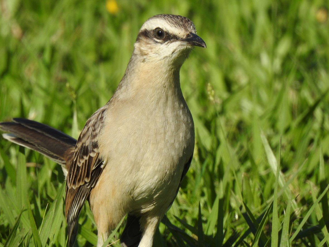 Sabi&aacute;-do-campo (Mimus saturninus)  Birds,Brazil,Brazilian Birds,Chalk-browed mockingbird,Fall,Geotagged,Mimus saturninus,Passeriformes,Santa Catarina