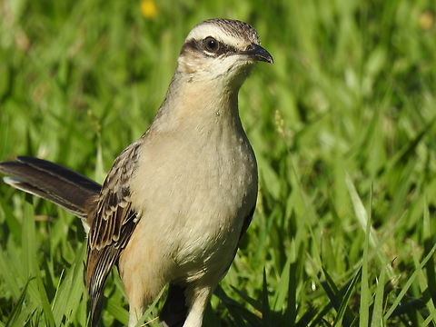 Sabi&aacute;-do-campo (Mimus saturninus)  Birds,Brazil,Brazilian Birds,Chalk-browed mockingbird,Fall,Geotagged,Mimus saturninus,Passeriformes,Santa Catarina