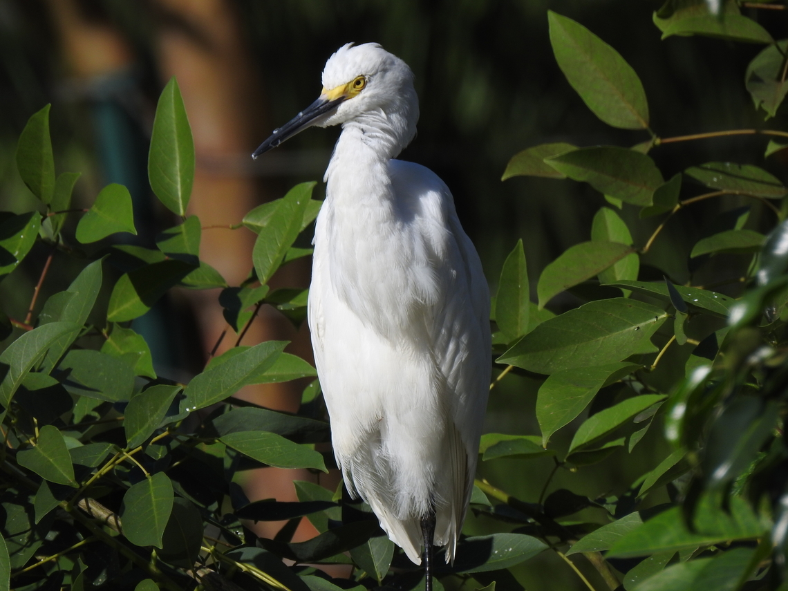 Garça-branca-pequena (Egretta thula)  Birds,Brazil,Brazilian Birds,Egretta thula,Fall,Geotagged,Pelecaniformes,Santa Catarina,Snowy Egret