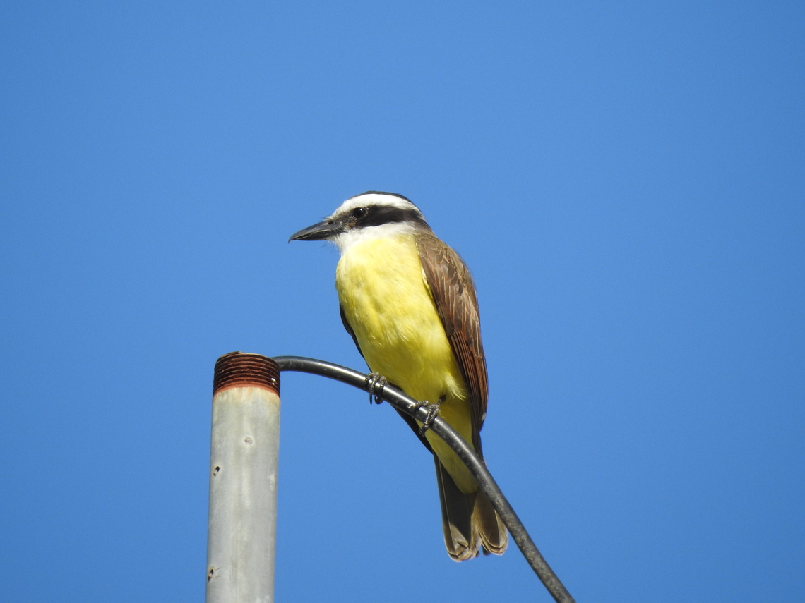 Bem-te-vi (Pitangus sulphuratus)  Birds,Brazil,Brazilian Birds,Fall,Geotagged,Great kiskadee,Passeriformes,Pitangus sulphuratus,Santa Catarina