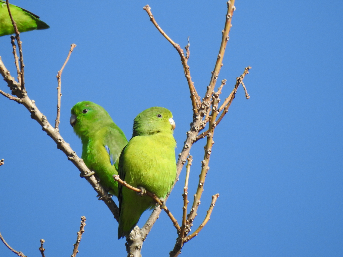 Tuim (Forpus xanthopterygius), male (left) and female (right) Male on the left and female on the right.<br />
<br />
Macho a esquerda e f&ecirc;mea a direita. Birds,Brazil,Brazilian birds,Cobalt-rumped parrotlet,Fall,Forpus xanthopterygius,Geotagged,Psittaciformes,Santa Catarina