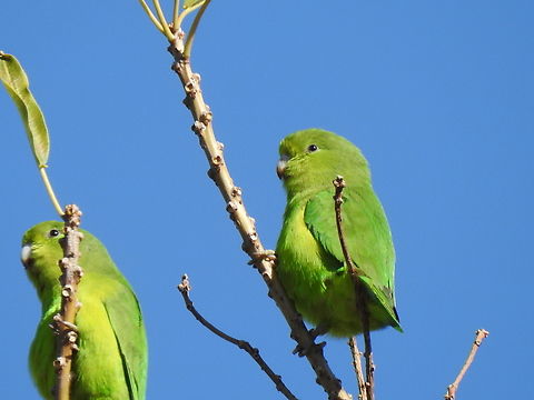 Tuim (Forpus xanthopterygius), female Female, both individuals.
F&ecirc;mea, ambos os indiv&iacute;duos. Birds,Brazil,Brazilian Birds,Cobalt-rumped parrotlet,Fall,Forpus xanthopterygius,Geotagged,Psittaciformes,Santa Catarina