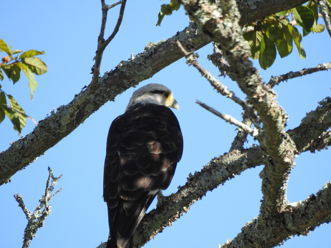 Carrapateiro (Milvago chimachima)  Birds,Brazil,Brazilian birds,Falconiformes,Fall,Geotagged,Milvago chimachima,Santa Catarina,Yellow-headed caracara