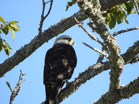 Carrapateiro (Milvago chimachima)  Birds,Brazil,Brazilian birds,Falconiformes,Fall,Geotagged,Milvago chimachima,Santa Catarina,Yellow-headed caracara
