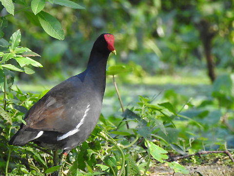 Galinha-d'água (Gallinula galeata)  Birds,Brazil,Brazilian birds,Common gallinule,Fall,Gallinula galeata,Geotagged,Gruiformes,Santa Catarina