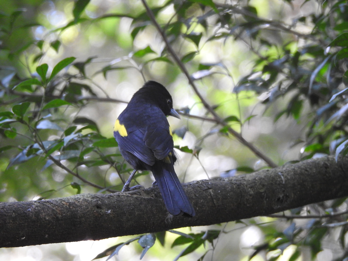 Tecel&atilde;o (Cacicus chrysopterus)  Birds,Brazil,Brazilian birds,Cacicus chrysopterus,Geotagged,Golden-winged cacique,Passeriformes,Santa Catarina,Winter