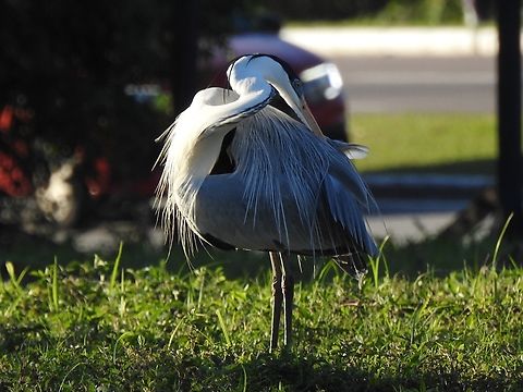Garça-moura (Ardea cocoi)  Ardea cocoi,Brazil,Brazilian Birds,Cocoi Heron,Geotagged,Pelecaniformes,Santa Catarina,Winter,birds