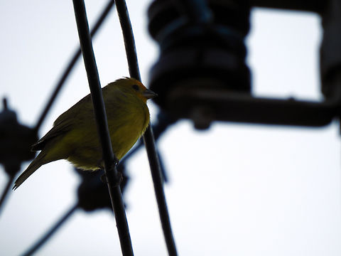 Canário-da-terra-verdadeiro (Sicalis flaveola)  Birds,Brazil,Brazilian Birds,Geotagged,Passeriformes,Saffron Finch,Santa Catarina,Sicalis flaveola,Winter