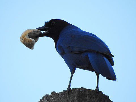 Gralha-azul (Cyanocorax caeruleus) The piece of bread was not given to it. Azure jay,Birds,Brazil,Brazilian Birds,Cyanocorax caeruleus,Geotagged,Passeriformes,Santa Catarina,Winter