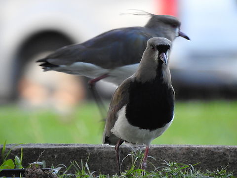 Quero-quero (Vanellus chilensis)  Birds,Brazil,Brazilian Birds,Charadriiformes,Fall,Geotagged,Santa Catarina,Southern Lapwing,Vanellus chilensis