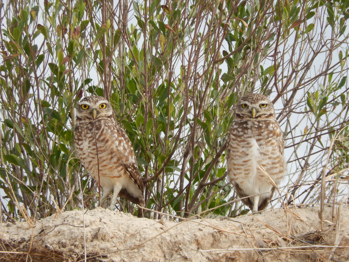Coruja-buraqueira (Athene cunicularia)  Athene cunicularia,Birds,Brazil,Brazilian Birds,Burrowing owl,Geotagged,Santa Catarina,Spring,Strigiformes