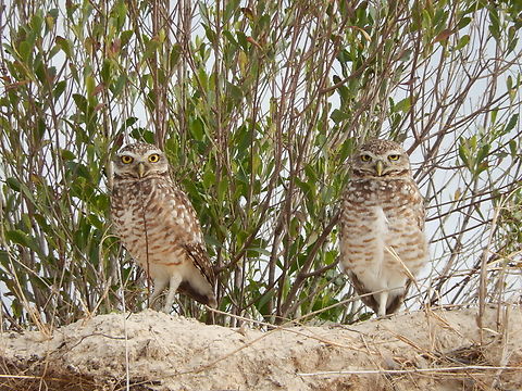 Coruja-buraqueira (Athene cunicularia)  Athene cunicularia,Birds,Brazil,Brazilian Birds,Burrowing owl,Geotagged,Santa Catarina,Spring,Strigiformes