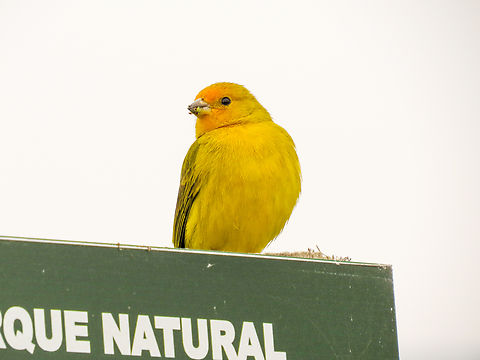 Canário-da-terra-verdadeiro (Sicalis flaveola)  Birds,Brazil,Brazilian Birds,Geotagged,Passeriformes,Saffron Finch,Santa Catarina,Sicalis flaveola,Spring