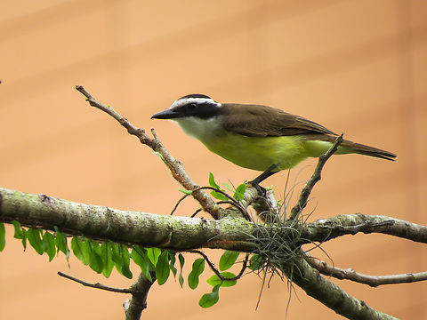 Bem-te-vi (Pitangus sulphuratus)  Birds,Brazil,Brazilian Birds,Geotagged,Great kiskadee,Passeriformes,Pitangus sulphuratus,Santa Catarina,Spring