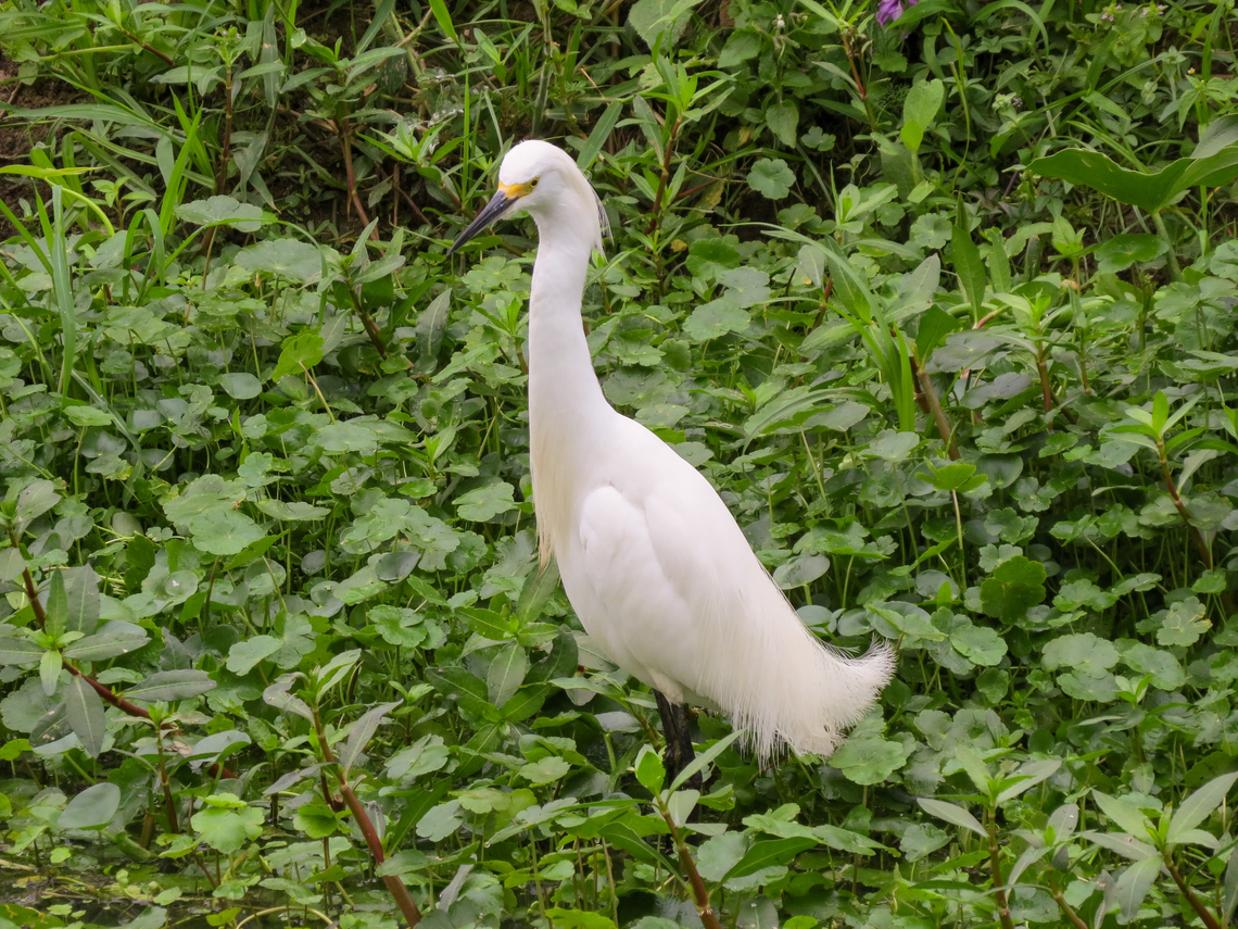 Garça-branca-pequena (Egretta thula)  Birds,Brazil,Brazilian Birds,Egretta thula,Geotagged,Pelecaniformes,Santa Catarina,Snowy Egret,Spring
