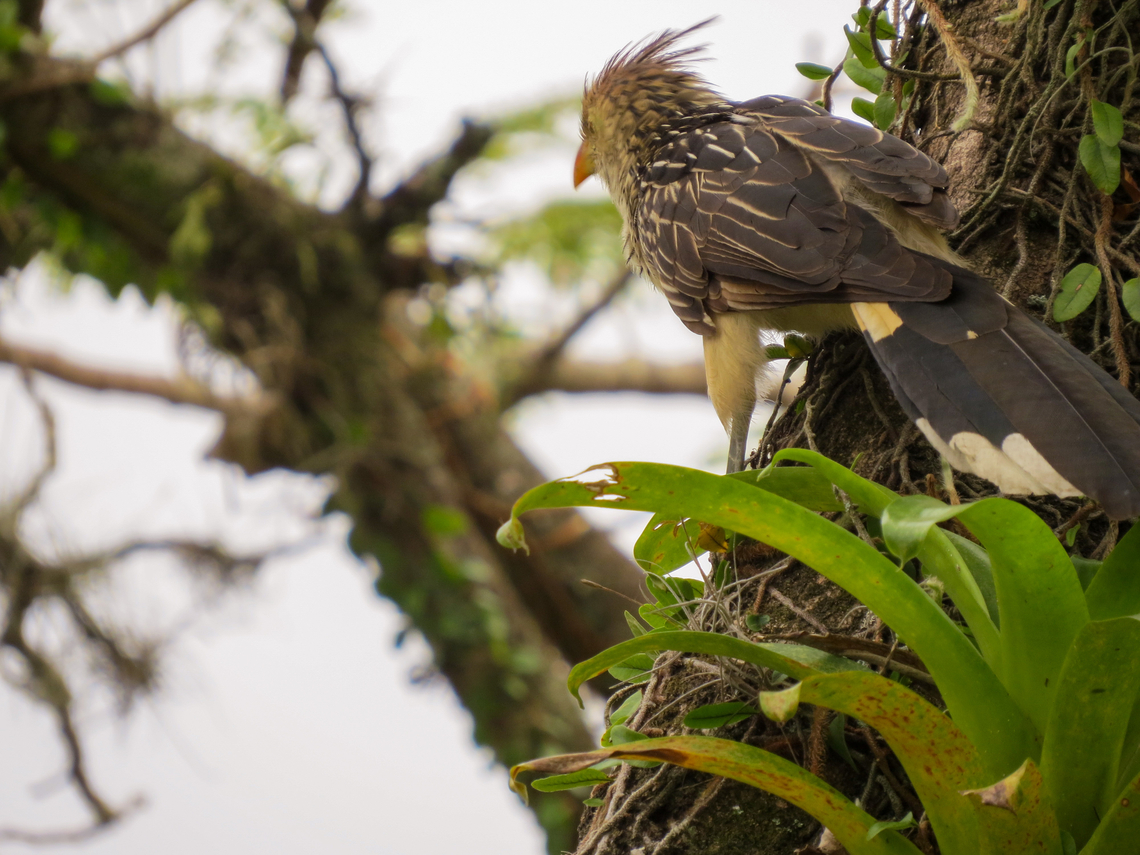 Anu-branco (Guira guira)  Birds,Brazil,Brazilian Birds,Cuculiformes,Geotagged,Guira Cuckoo,Guira guira,Santa Catarina,Spring