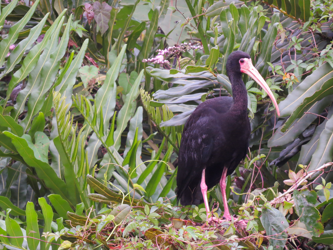Tapicuru (Phimosus infuscatus)  Bare-faced ibis,Birds,Brazil,Brazilian birds,Geotagged,Pelecaniformes,Phimosus infuscatus,Santa Catarina,Spring