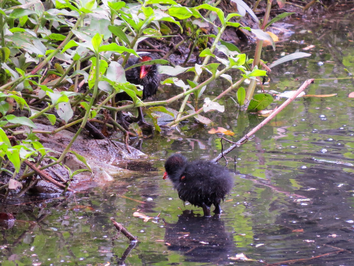 Galinha-d'água (Gallinula galeata), chicks The mother was around and feeding them. Birds,Brazil,Brazilian Birds,Common gallinule,Gallinula galeata,Geotagged,Gruiformes,Santa Catarina,Spring